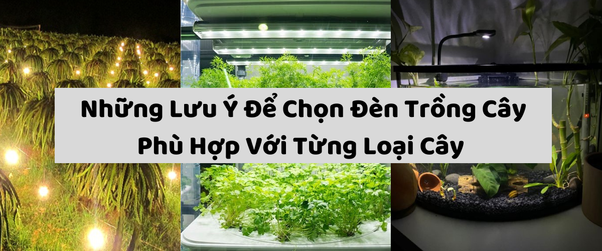 Những Lưu Ý Để Chọn Đèn Trồng Cây Phù Hợp Với Từng Loại Cây 