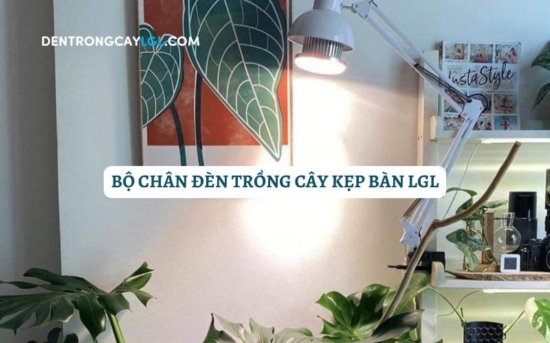 Bạn có thể cung cấp đầy đủ ánh sáng cho cây trồng ở bất cứ đâu với chân đèn kẹp bàn Pixar