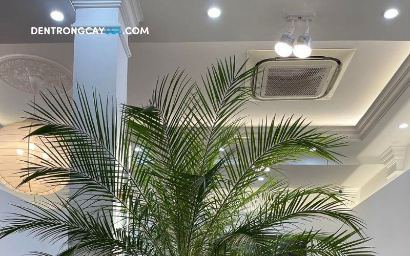 Thanh ray đèn trồng cây loại ngắn lắp đèn chiếu cây phù hợp cho không gian cửa hàng, showroom